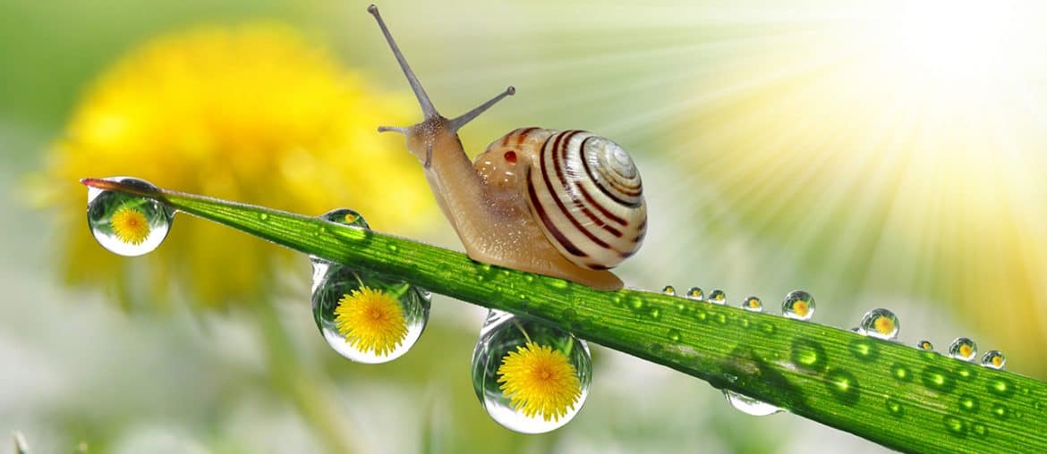 how long do snail sleep